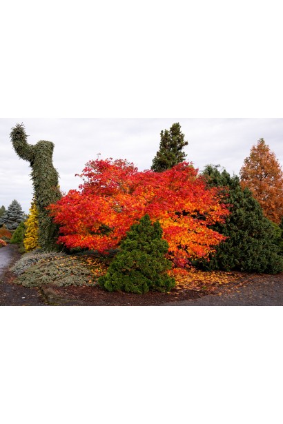 Клен псевдосібольдів Арктік Джейд восени